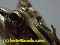 /home//u458753944/public_html/sourcegallery////////Roxborough Toad Detour/2013-2019/2017/P3270677.JPG